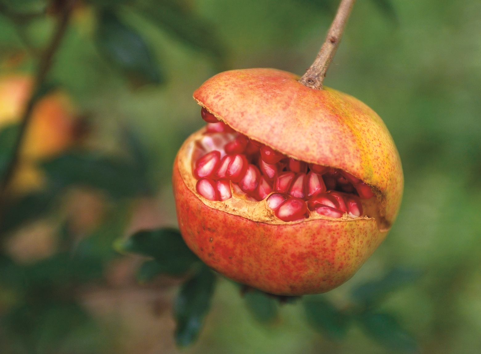 Fascinating fruits!